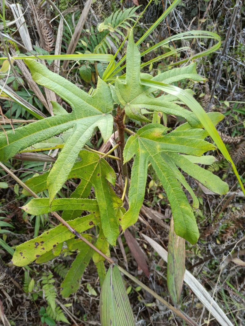 野生五指毛桃根，干货，鲜货