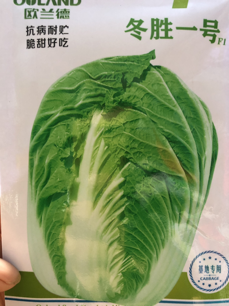 （精）抗病耐贮脆甜好吃冬胜一号大白菜种子