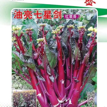 油亮七星剑红菜苔种子中熟耐寒性极强叶柄及叶脉油亮紫红色