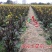 油亮七星剑红菜苔种子中熟耐寒性极强叶柄及叶脉油亮紫红色