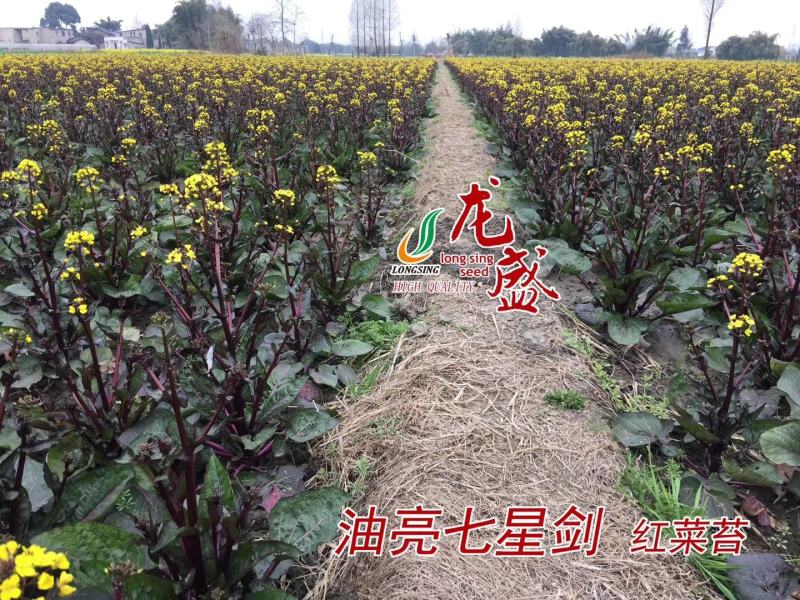 油亮七星剑红菜苔种子中熟耐寒性极强叶柄及叶脉油亮紫红色
