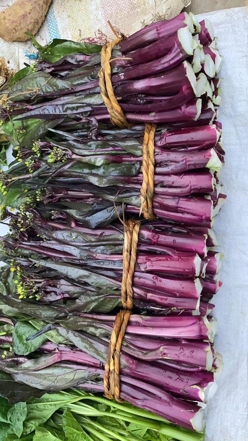 油亮七星剑红菜苔种子中熟耐寒性极强叶柄及叶脉油亮紫红色