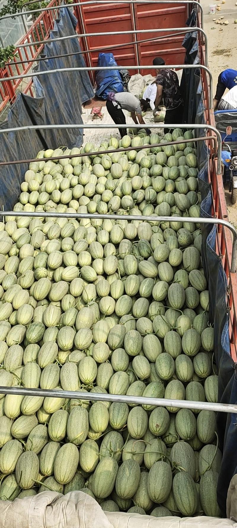 山东哈密瓜，寿光产地小蜜25哈密瓜，没有次货，需要联系。