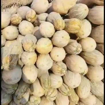 南瓜甜，甜，甜，甜，甜