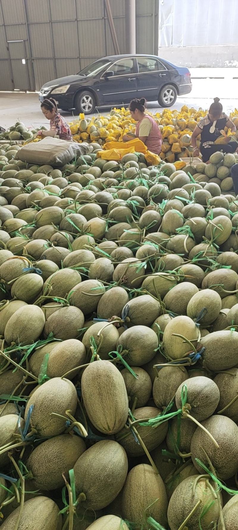 山东西州蜜，小蜜25号，哈密瓜公司品牌货，包地整车出货