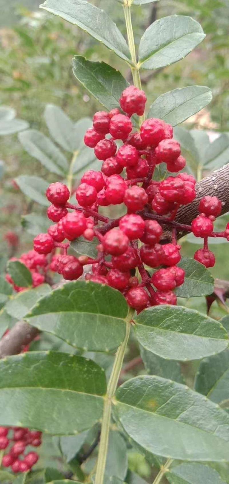 汉源特级干红花椒（贡椒娃娃椒）