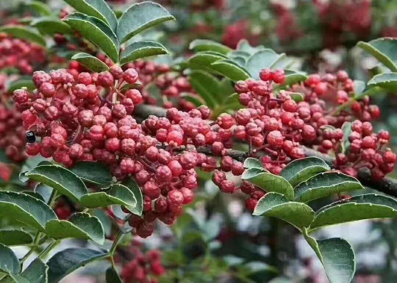 汉源特级干红花椒（贡椒娃娃椒）