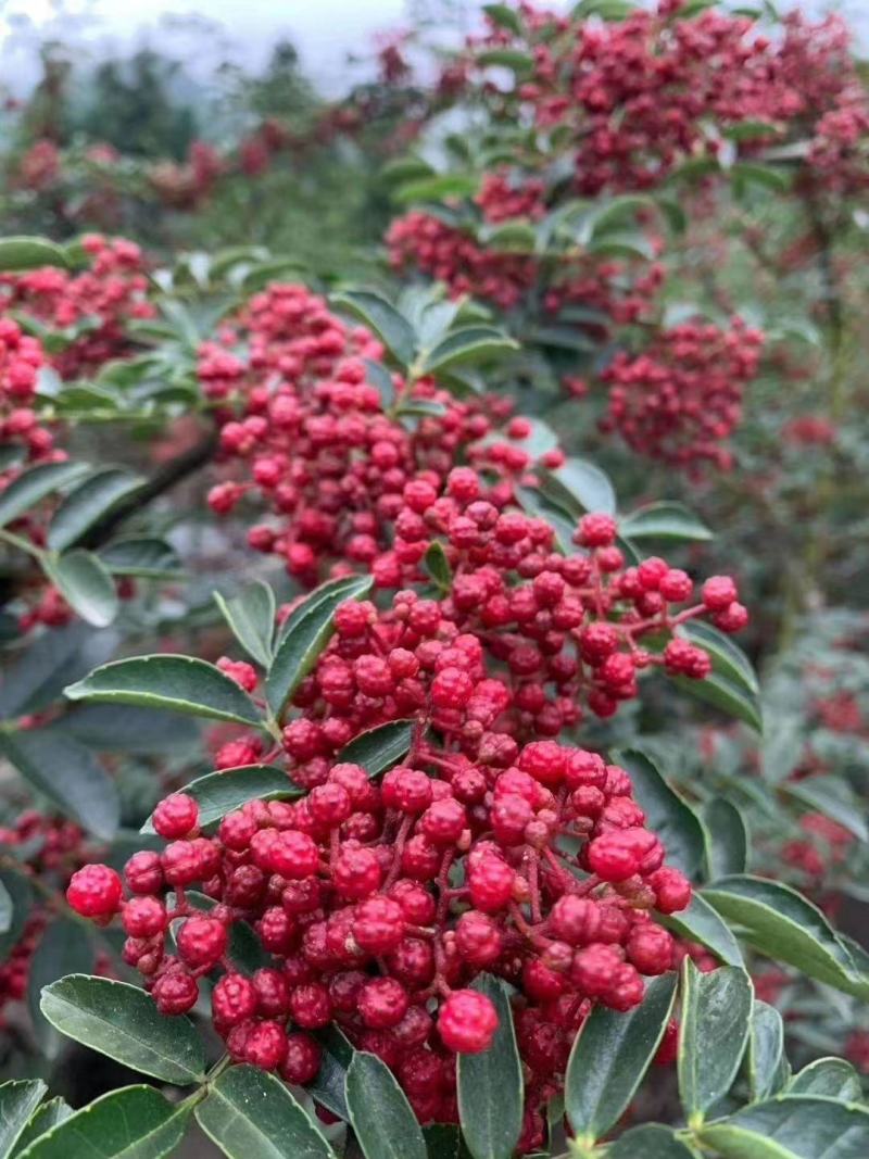 汉源特级干红花椒（贡椒娃娃椒）