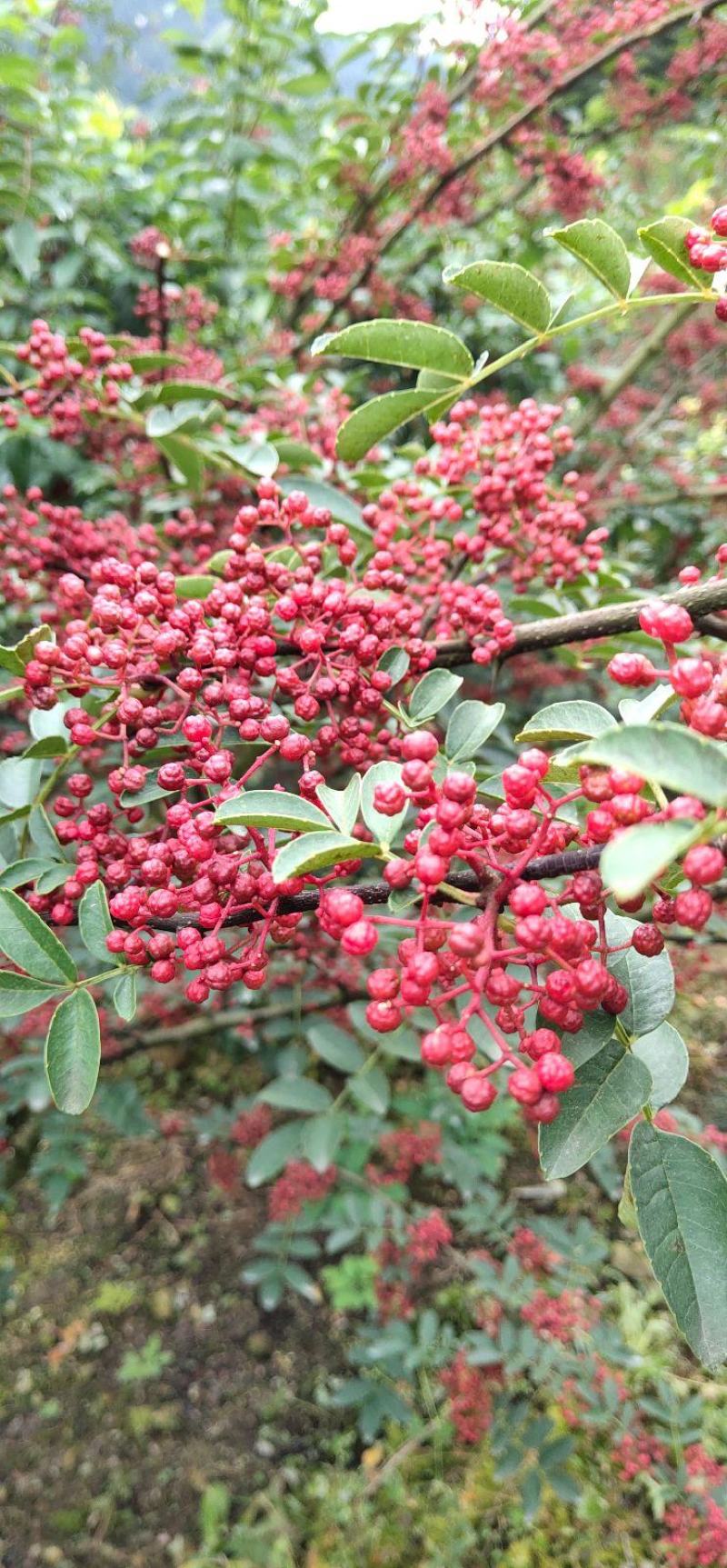 汉源特级干红花椒（贡椒娃娃椒）