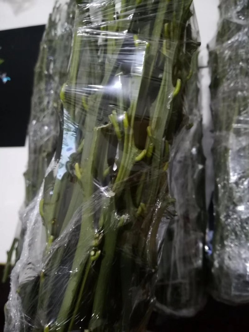 柠檬枝条，枝条粗壮老熟，饱满