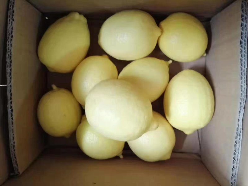 柠檬枝条，枝条粗壮老熟，饱满