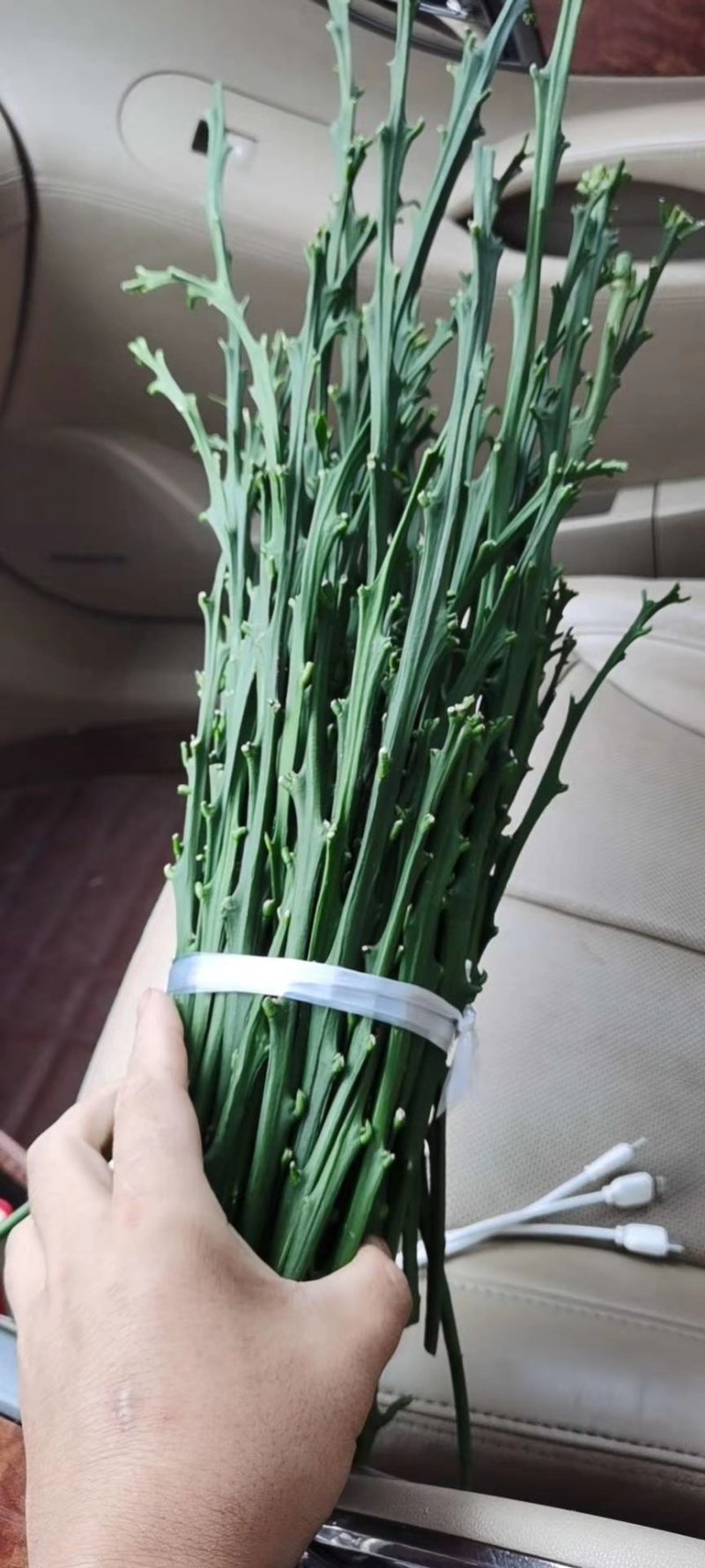 柠檬枝条，枝条粗壮老熟，饱满