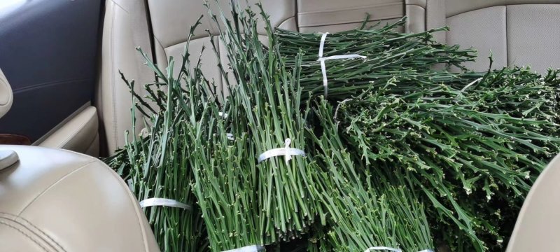 柠檬枝条，枝条粗壮老熟，饱满