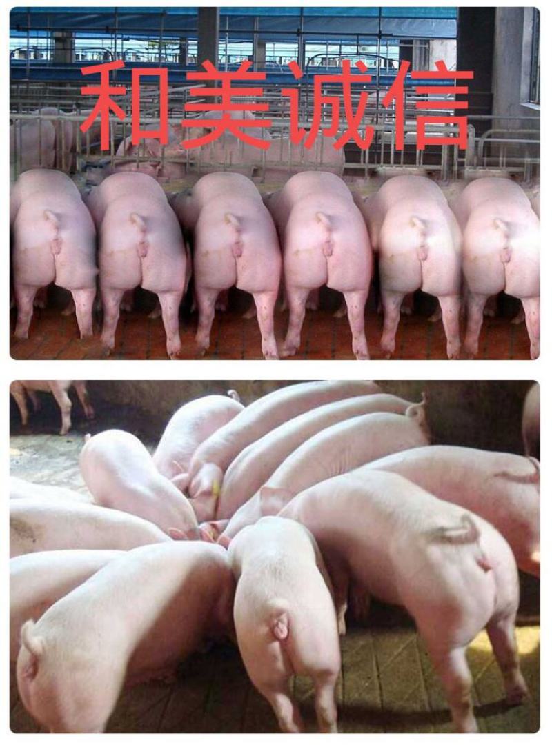 母猪太湖苏太杜洛克二三元长太长白活体猪