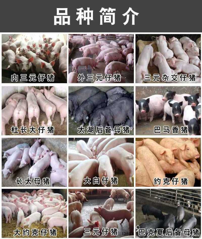 母猪太湖苏太杜洛克二三元长太长白活体猪