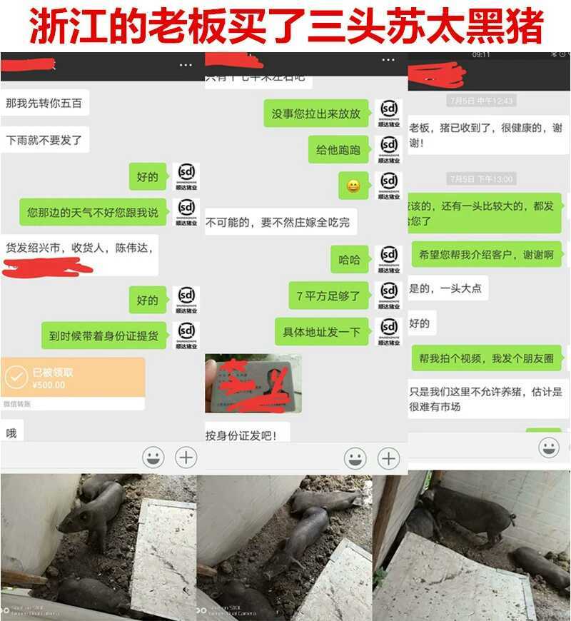 母猪太湖苏太杜洛克二三元长太长白活体猪