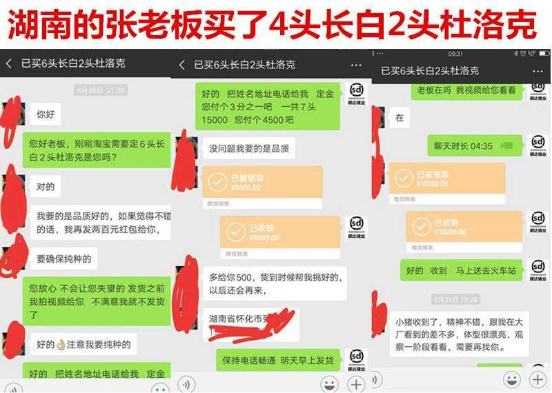 母猪太湖苏太杜洛克二三元长太长白活体猪