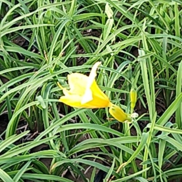营养钵宿根花卉金娃娃