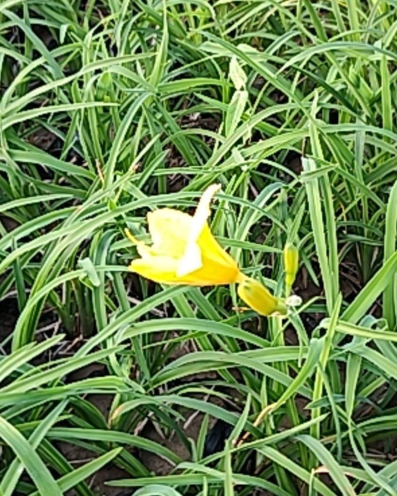 营养钵宿根花卉金娃娃