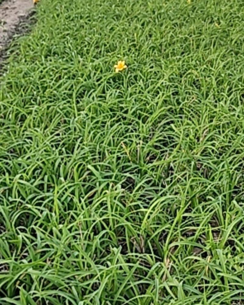 营养钵宿根花卉金娃娃