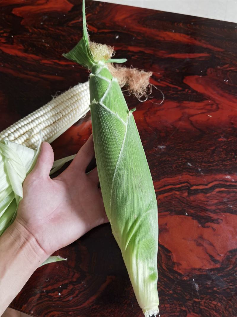 鲜玉米，白糯玉米，个大皮绿量大质优，万糯2000