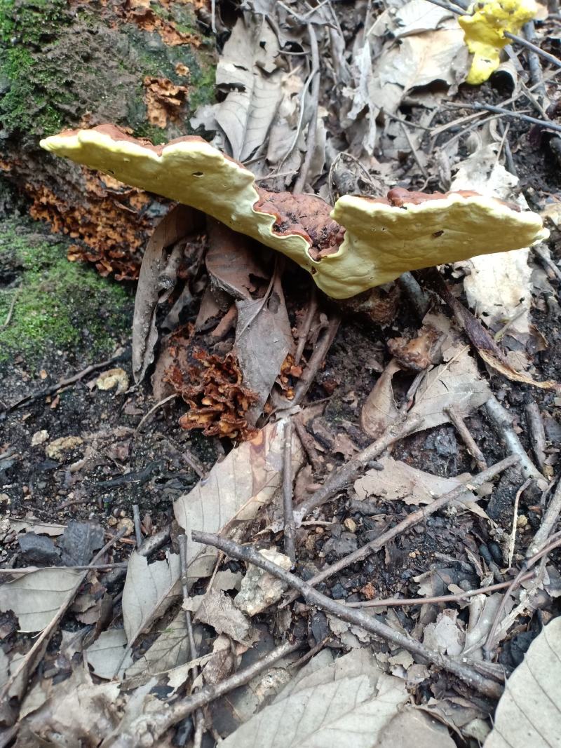 纯正深山野生灵芝伏牛山大山采集质量保证包邮