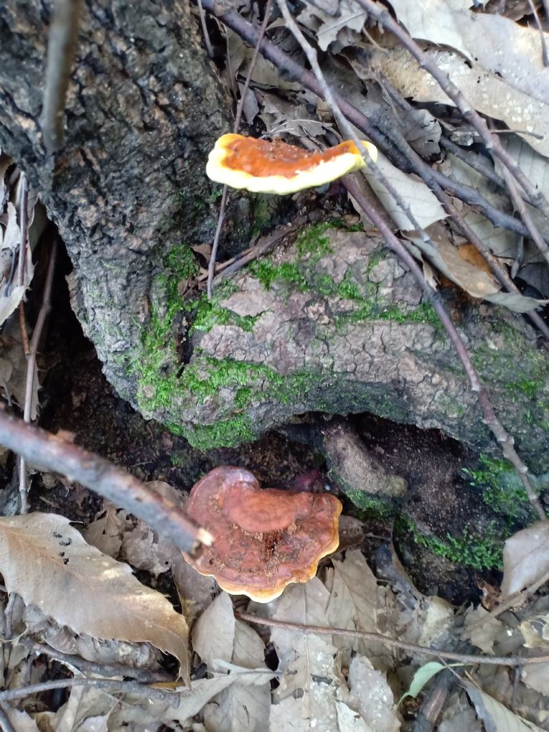 纯正深山野生灵芝伏牛山大山采集质量保证包邮