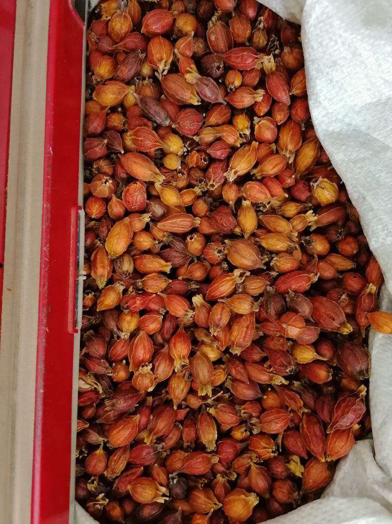 栀子山栀子可泡茶调料中药材枝子药用栀子批发零售各种规格
