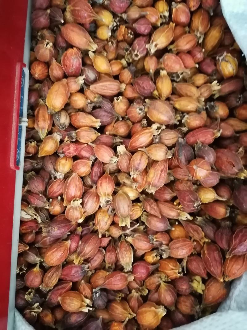 栀子山栀子可泡茶调料中药材枝子药用栀子批发零售各种规格