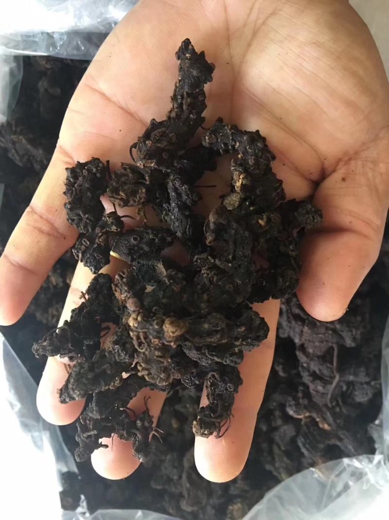 深山老林纯野生黄精，精品