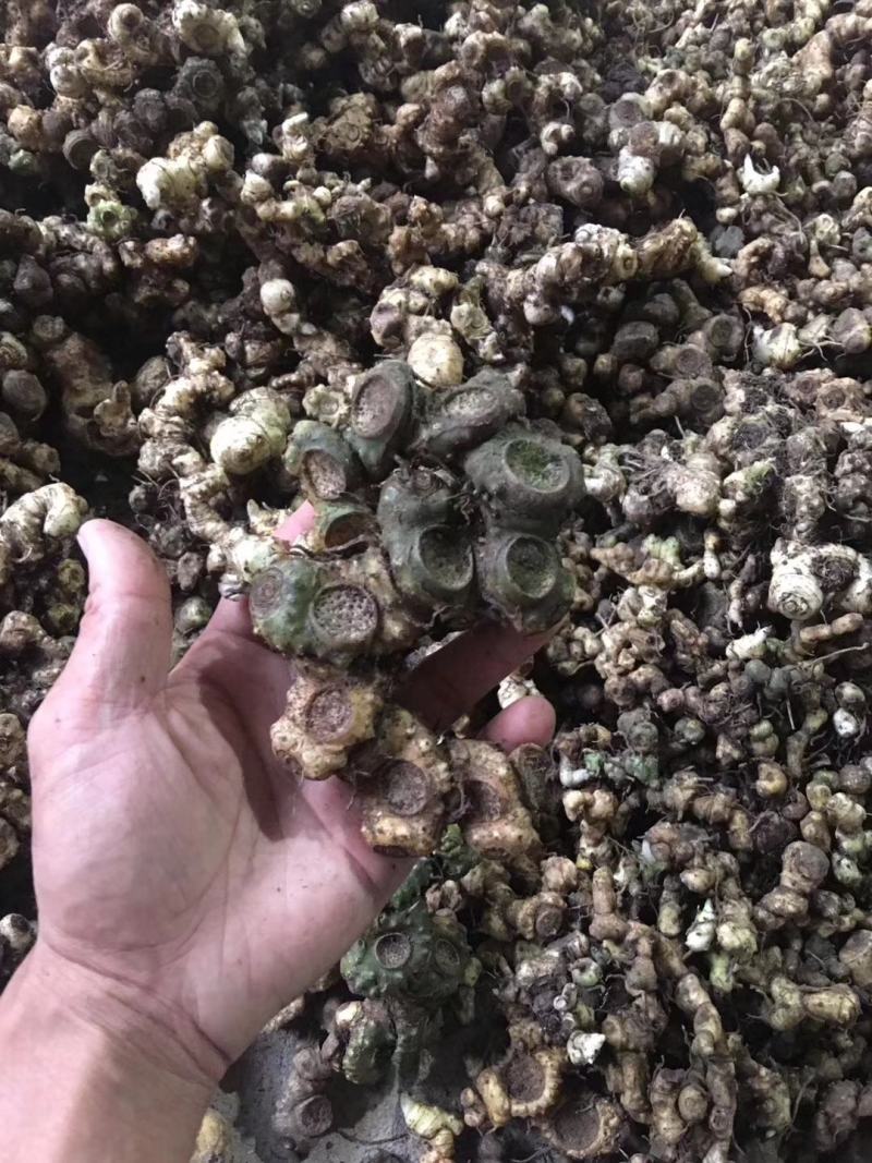 深山老林纯野生黄精，精品