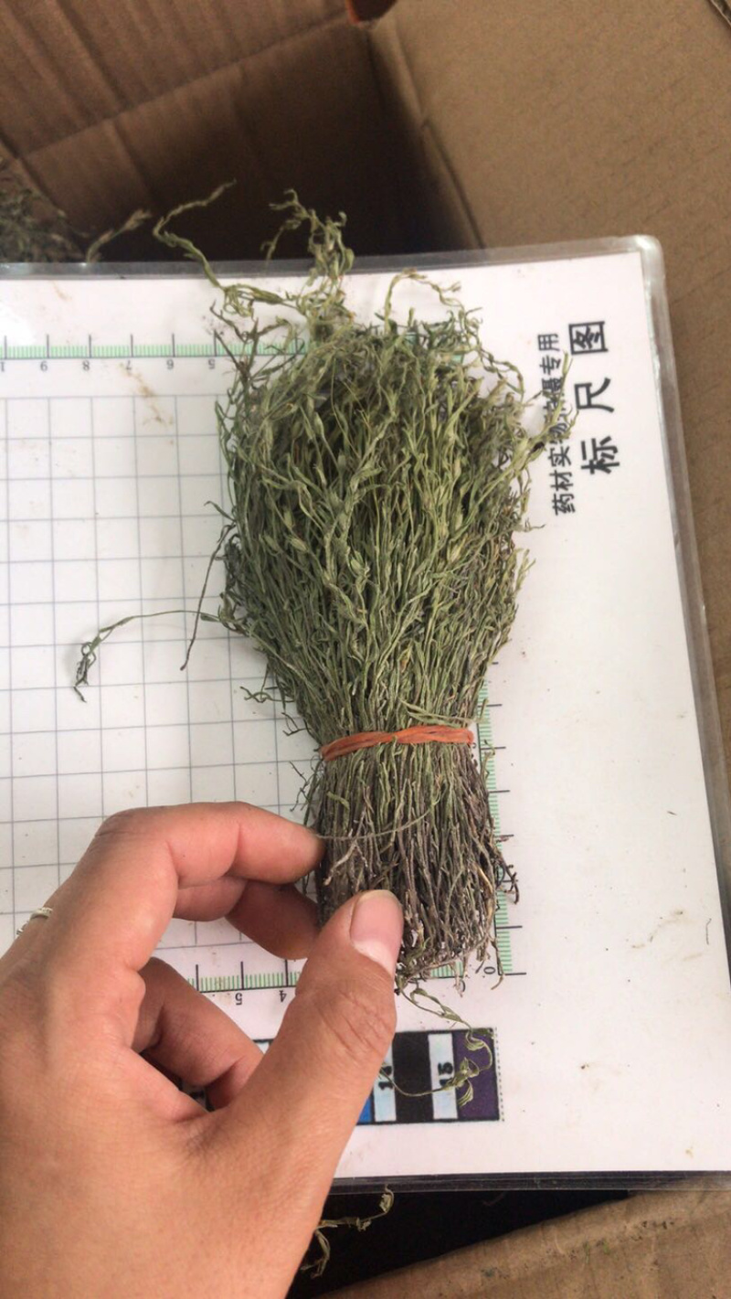独角金颜色绿，大量现货批发；一手货源2020新货