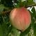 集安白桃秋白桃产地集安每年8月15日开园～9月五量大批发