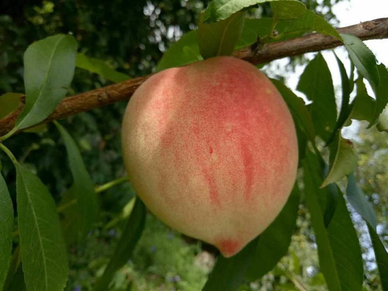 集安白桃秋白桃产地集安每年8月15日开园～9月五量大批发