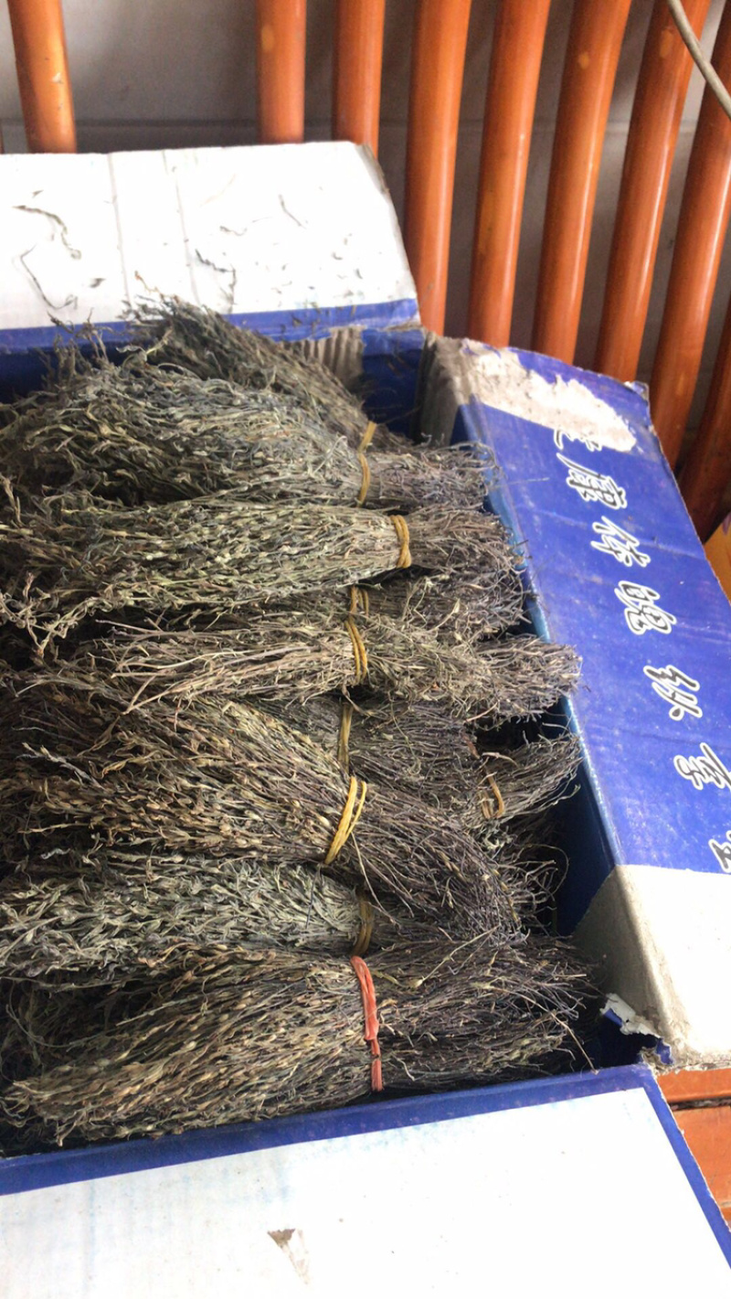 独角金颜色绿，大量现货批发；一手货源2020新货