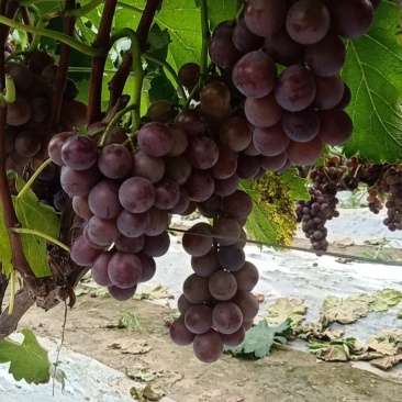 大量供应早丰王葡萄，夏黑，巨峰