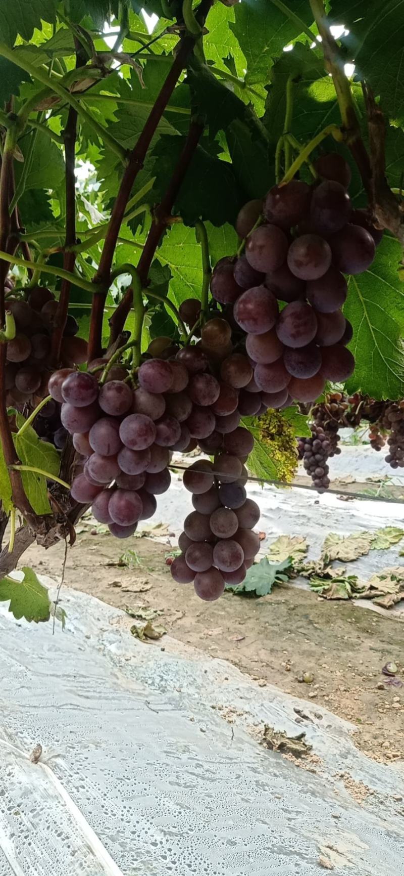 大量供应早丰王葡萄，夏黑，巨峰