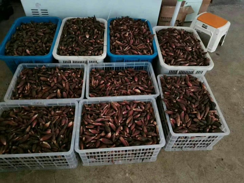 大别山洋荷姜种苗红姜品种