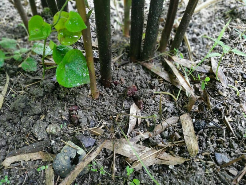 大别山洋荷姜种苗红姜品种