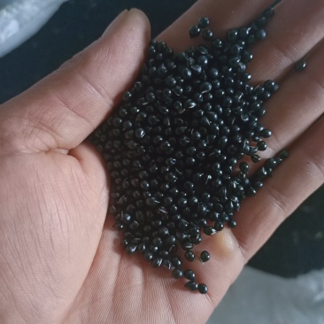 出售有需要白鲜皮种子的联系我，，，，，