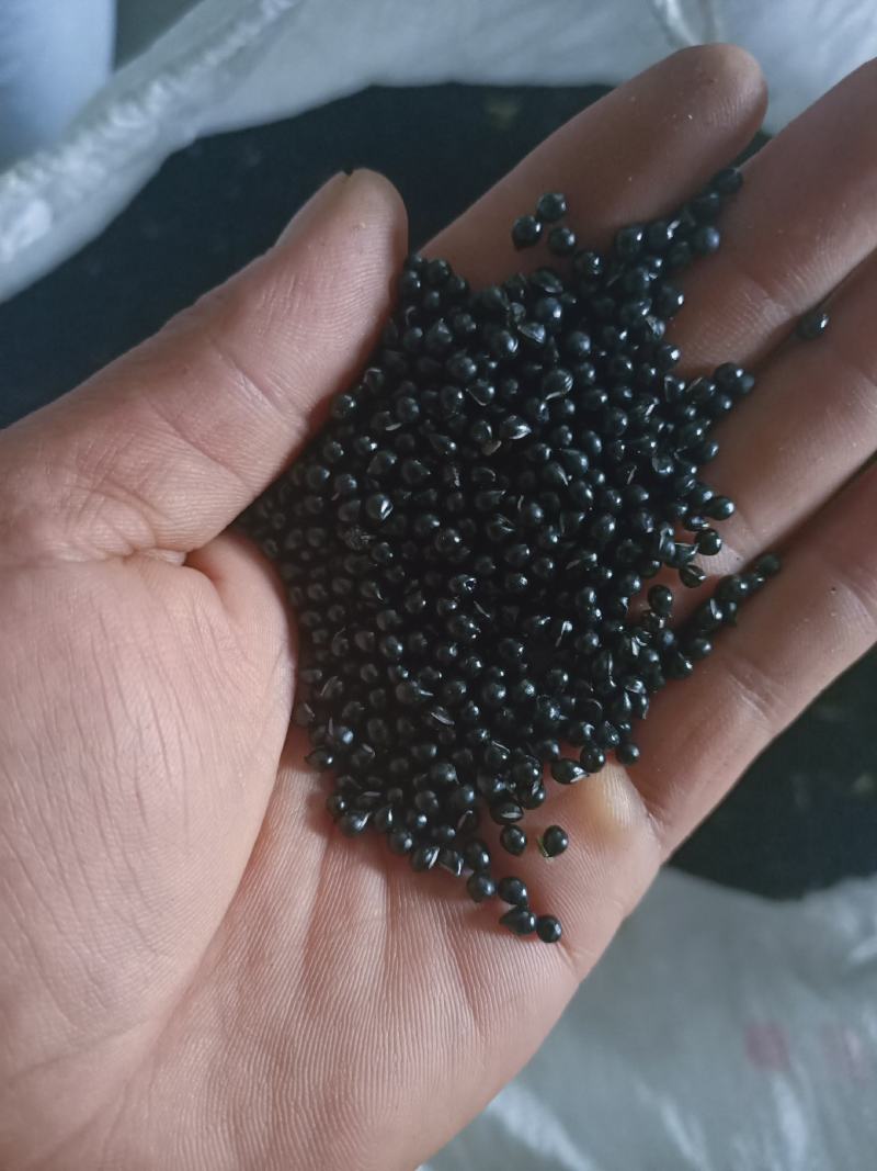 出售有需要白鲜皮种子的联系我，，，，，