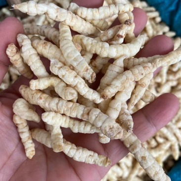 干品地蚕生泽兰根白冬虫草白冬虫
