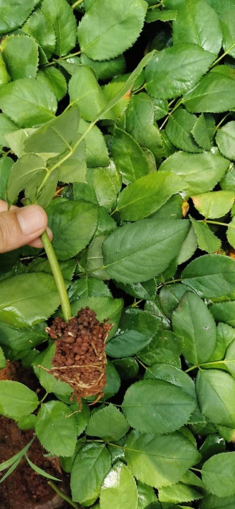 红玫瑰珍爱小苗批发零售基地直供