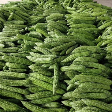 各种精品蔬菜保证质量