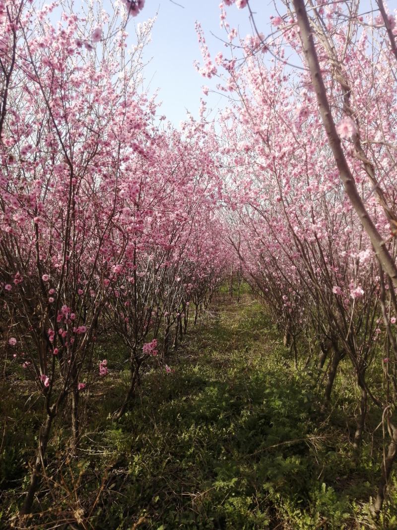 美人梅批量原生地接，，，西府海棠高原之火海棠