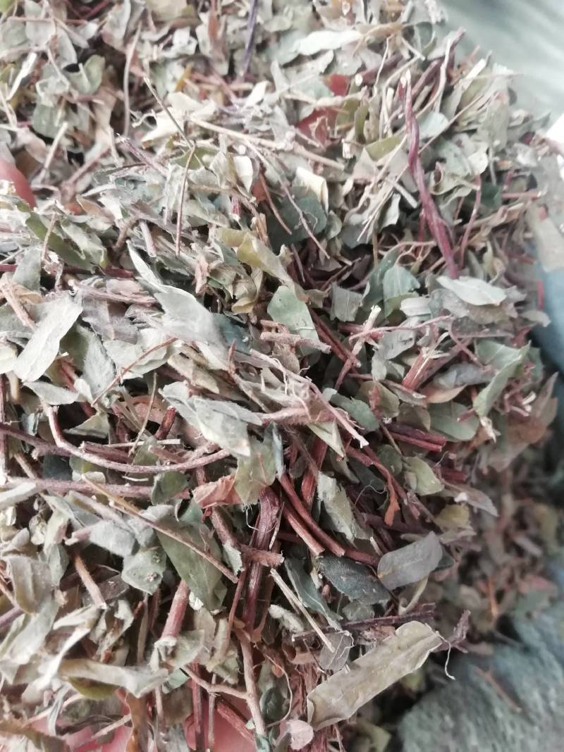 中药材鸡骨草正品鸡骨草叶子广西鸡骨草