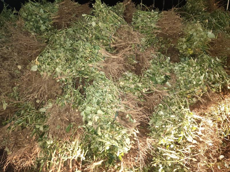 各种颜色玫瑰桩批发零售