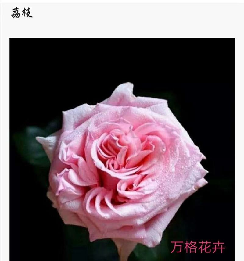 各种颜色玫瑰桩批发零售