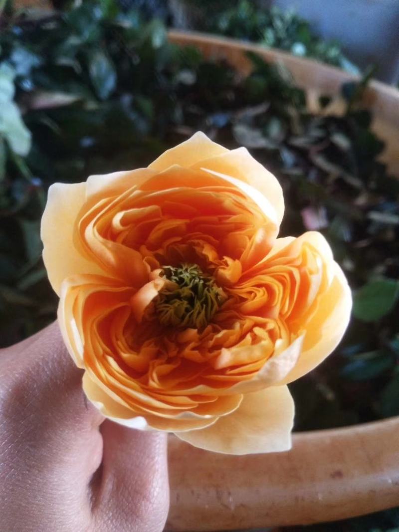 各种颜色玫瑰桩批发零售