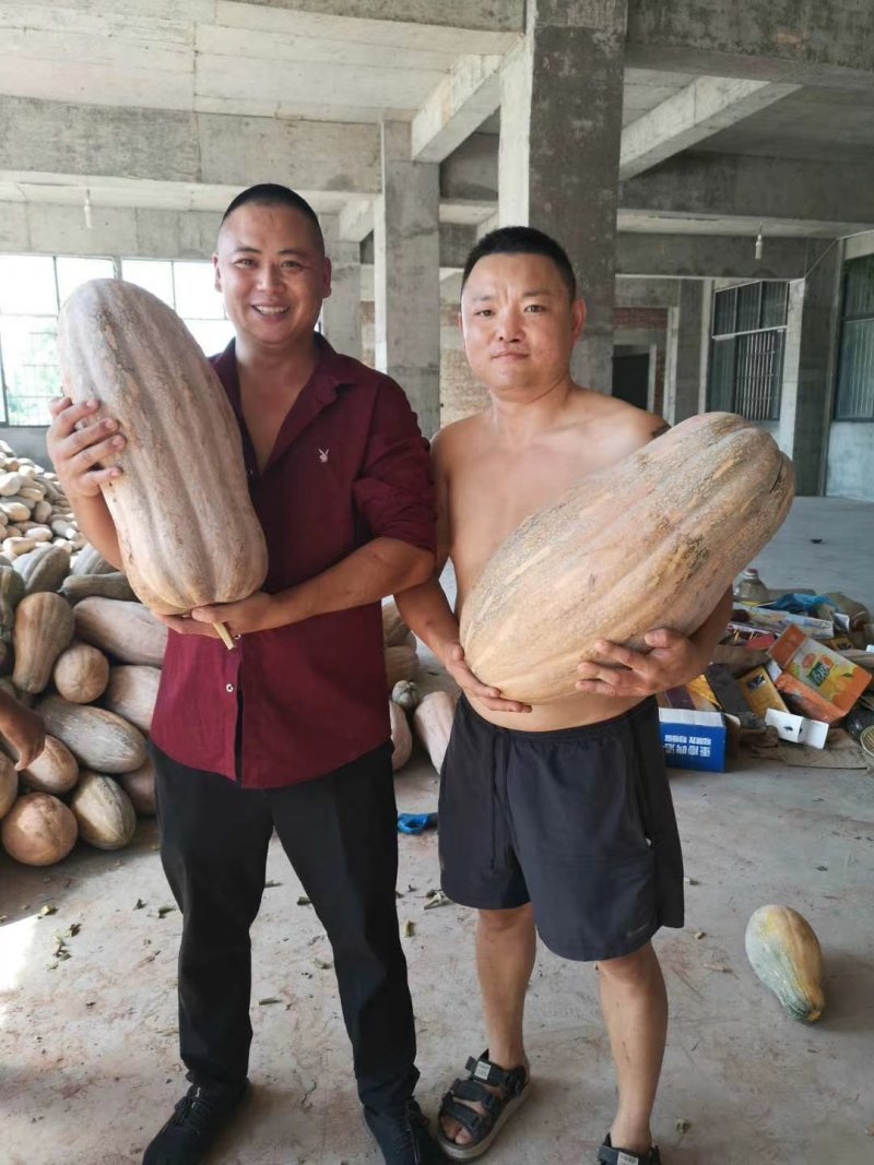 蜜本南瓜，基地供货，
